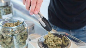 How to keep cannabis fresh | INNORHINO