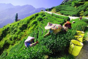 Shen Yueh Yun Tea Farm | INNORHINO