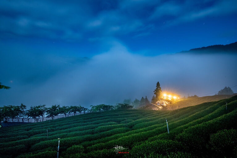 Shen Yueh Yun Tea Farm | INNORHINO.jpg