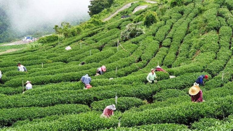 Shen Yueh Yun Tea Farm